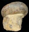 Well Preserved Stephanoceras Ammonite #11490-3